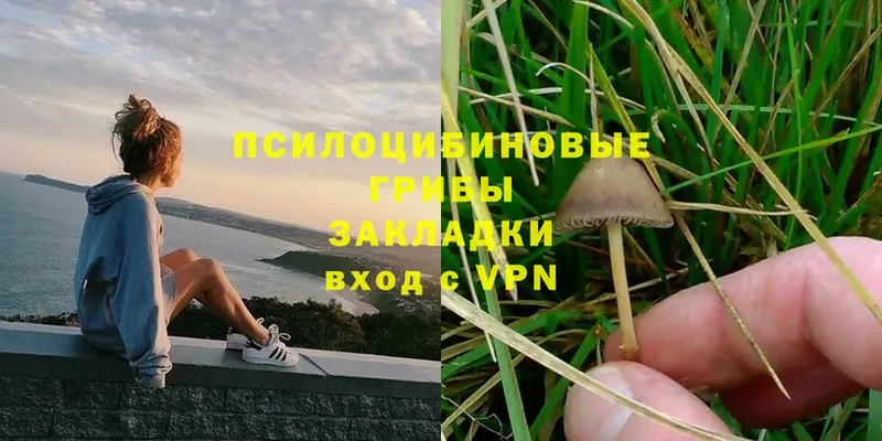 купить  цена  Североморск  hydra как войти  Псилоцибиновые грибы MAGIC MUSHROOMS 